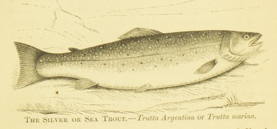 Fishing in American Waters, Genio C. Scott, 1869, 256, Silver or Sea Trout